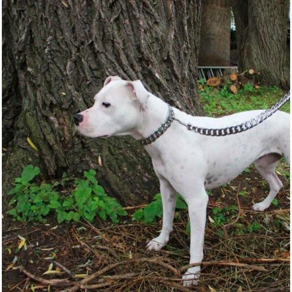 Laisse Caesar Cuban Silver – Luxe & Puissance pour Chiens