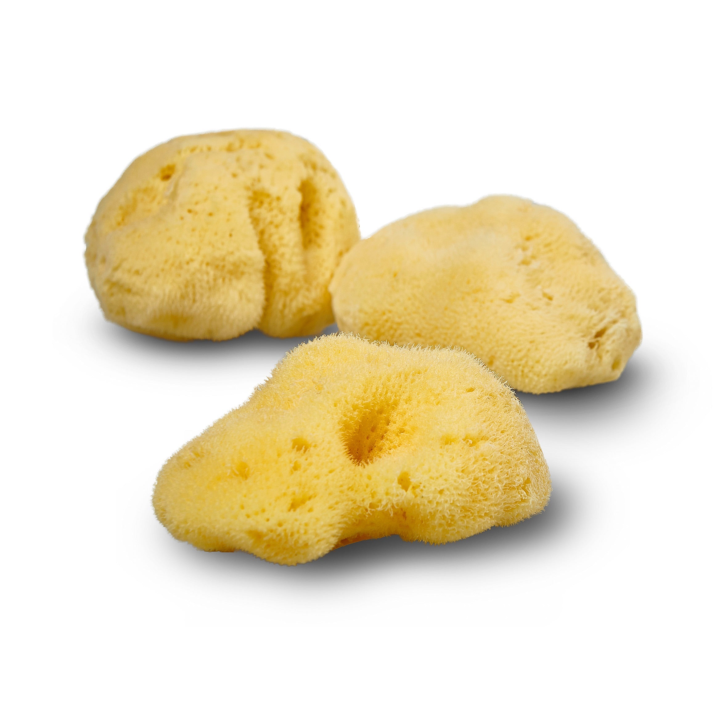 SeaGlow – Éponge de mer naturelle (3 variétés)