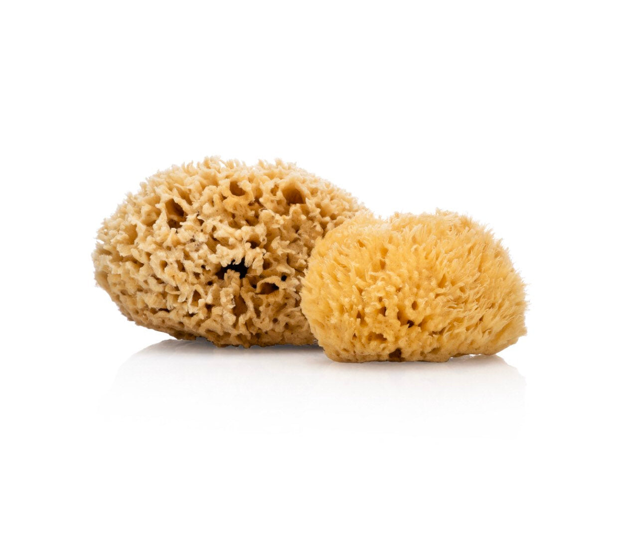 SeaGlow – Éponge de mer naturelle (3 variétés)